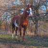 a_horse_person14