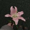 waad_2224