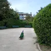 ramosibrahim7