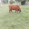 marcelo.beltran12