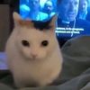 koriiiilakkuma