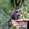 dendalei