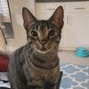 kittyjustforfun
