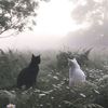 meow_228.7