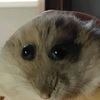 peaceful_userr