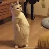 tiinhsuyme