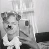 lynxx_fox1