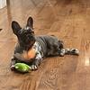 who_likes_frenchbulldog4