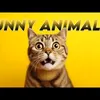 funnyanimalsvideo26