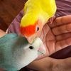My birdy beebies 🇸🇷