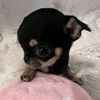 az.grrr28