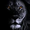 naderazhry3