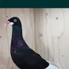 yaseralsoreke