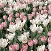 usermene624