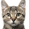 kucing_jantan26