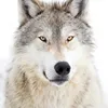 lone.greywolf