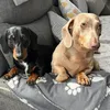 dachshundstedandslinky