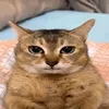 arl_fred8