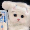 akhwat_pecinta_kucing38