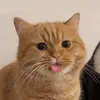 miuxinh686