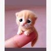 kucing3054