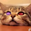 thecatmeow8