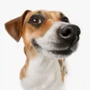 naybor_dog