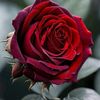 user1102020762196