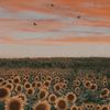 sunflowergirl8675