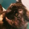 minkawasmycat
