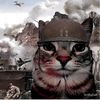 boing_de_gato