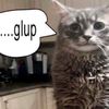 notcougarsmain