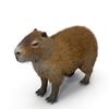 capybaratheanimal