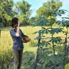 clarabolang