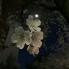 beautiful.night.flower