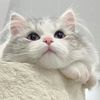 cat680611