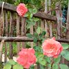 pomelojean06
