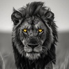 younglion239