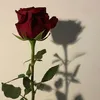 stolze_polin45