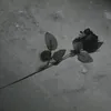 longkechuyen0