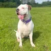 lola_the_bull_dog_x