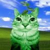 zazu_kat