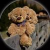 taddybear348