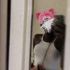 diarishtabby