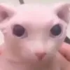 reversegear66