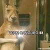 team_secta_canguro3