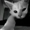 udhdhsnsn
