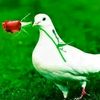 user87691179846637