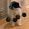 exercisecat