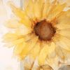 sunflowers808356